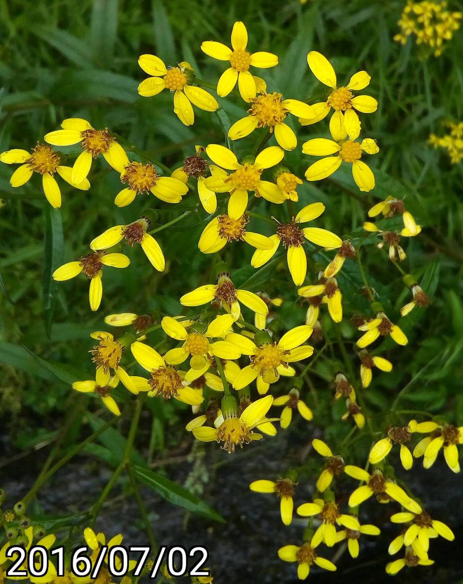 黃菀、林蔭千里光, Senecio nemorensis